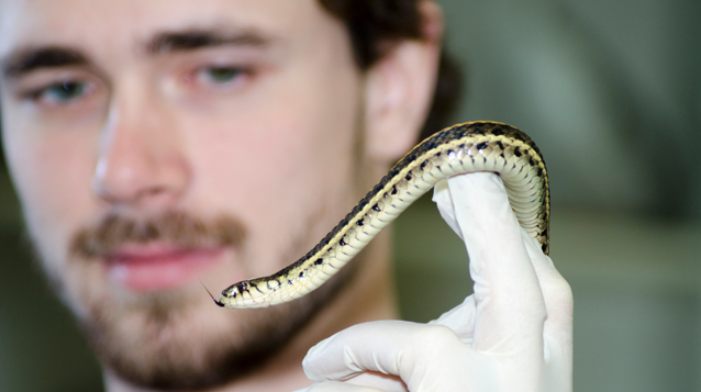 Tim Reid, Natural Resources and Built Environment student, waking up a hibernating snake. Photo credit: Saskatchewan Polytechnic.