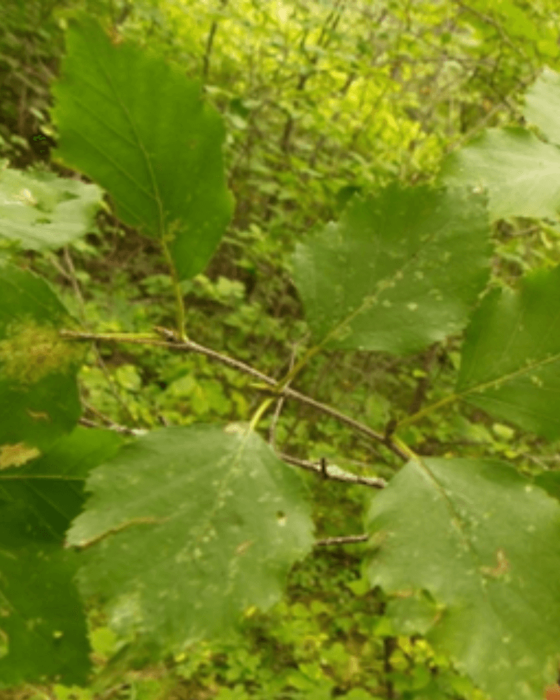 Branch with eight leaves that have a double sawtooth pattern around the edges