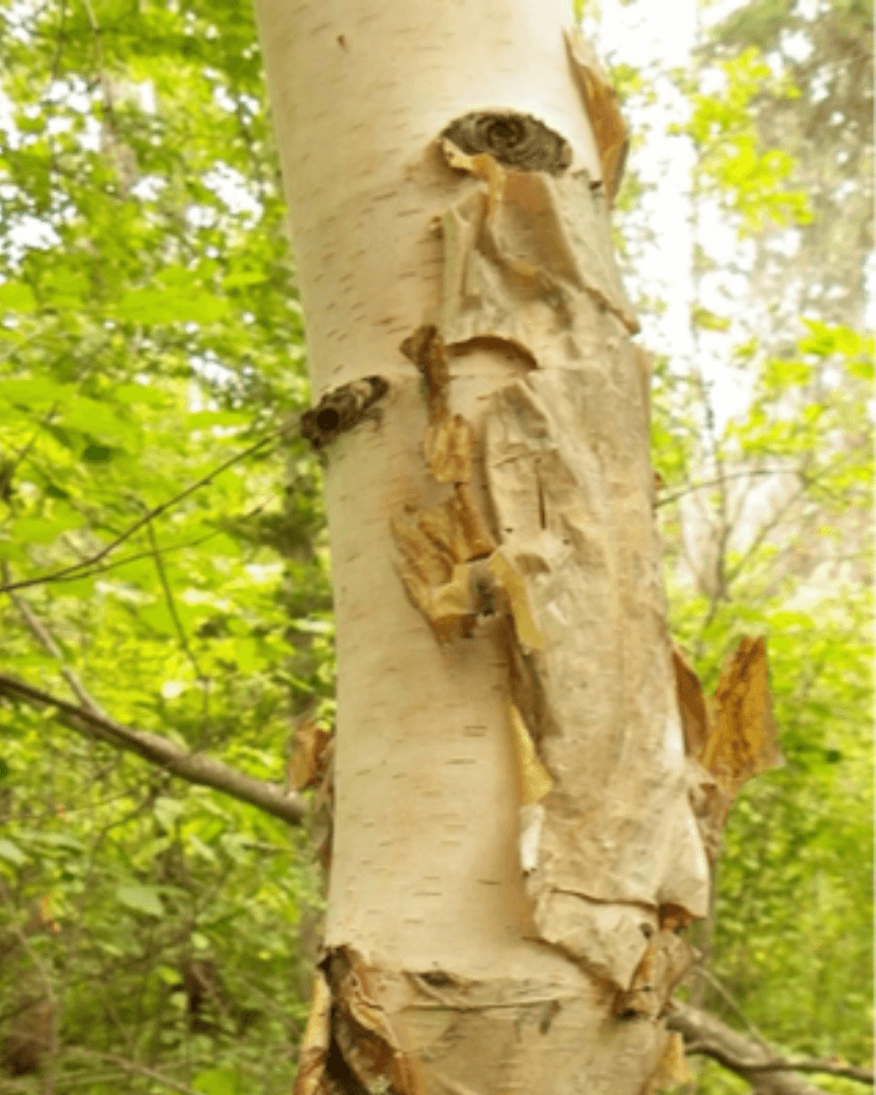 Birch tree trunk with peelable white bark with pale and dark lenticels