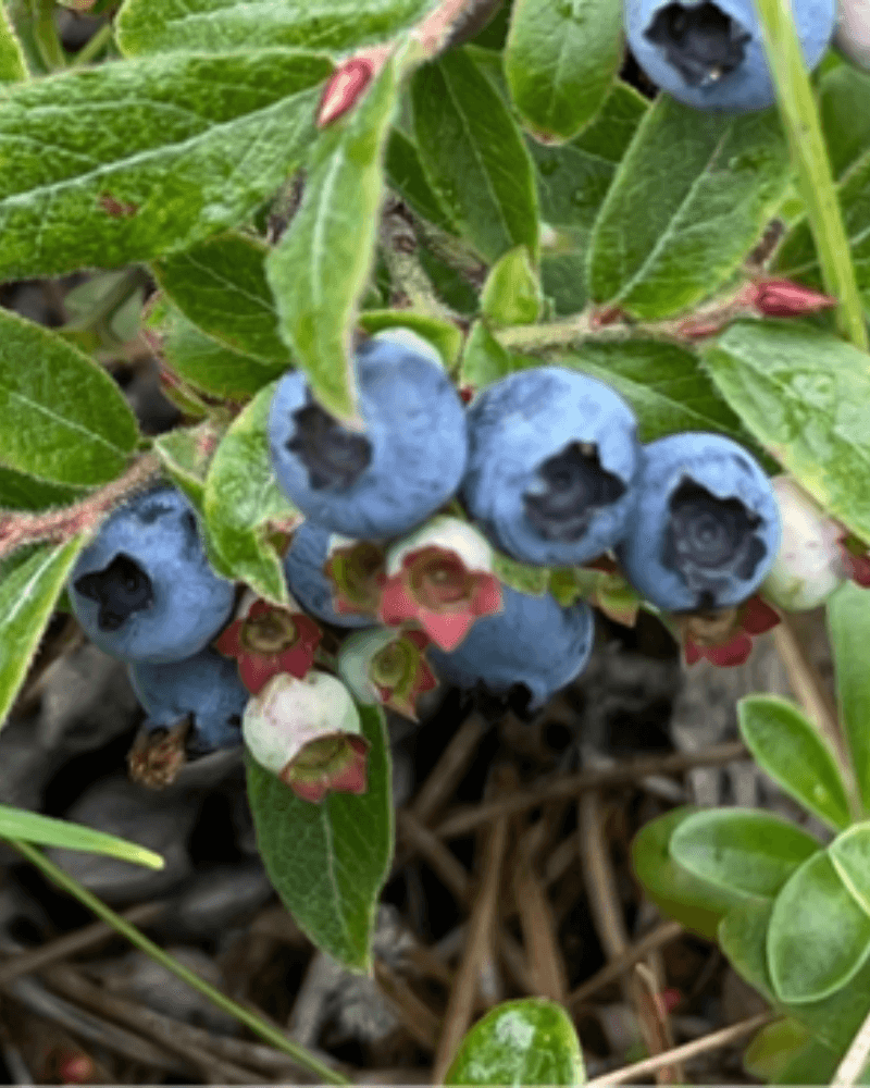 cluster of six blueberries on a green shrub branch