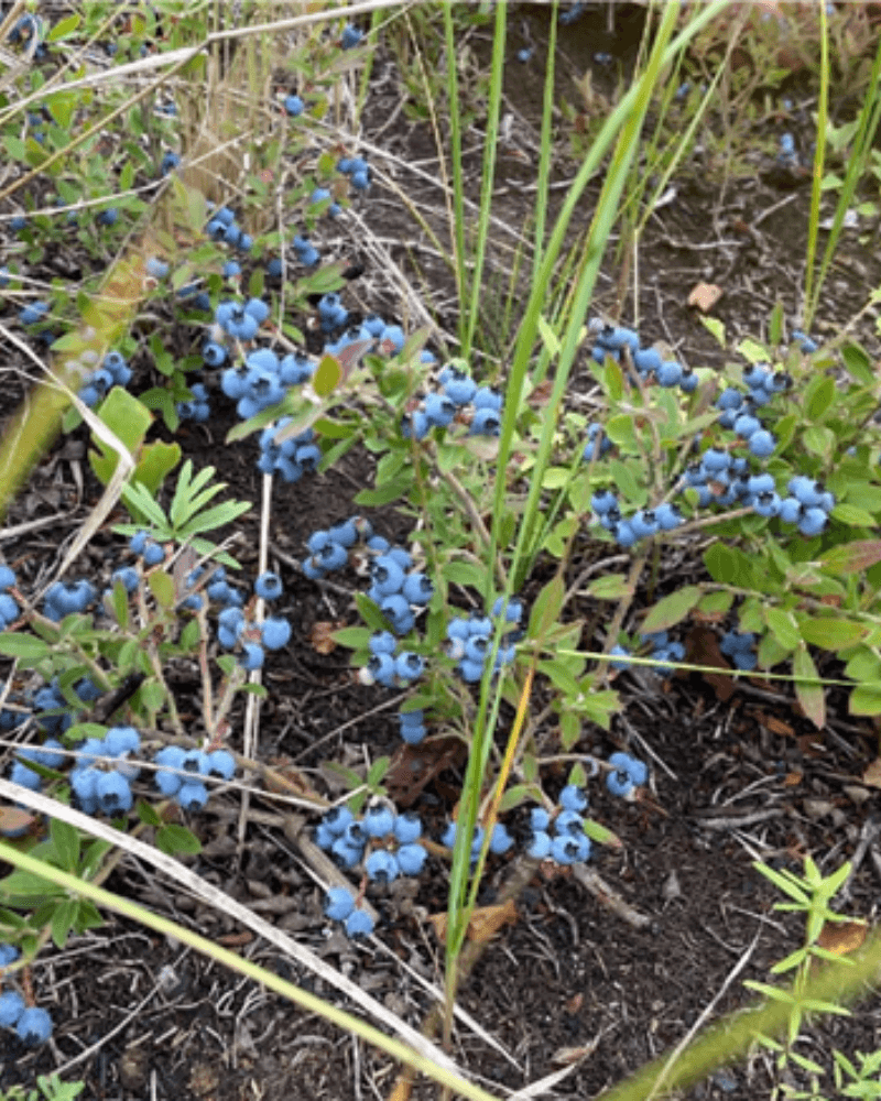 numerous blueberry plants with bright blue berries growing in bushes on the ground