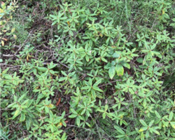 Low growing shrub in bog or swamp