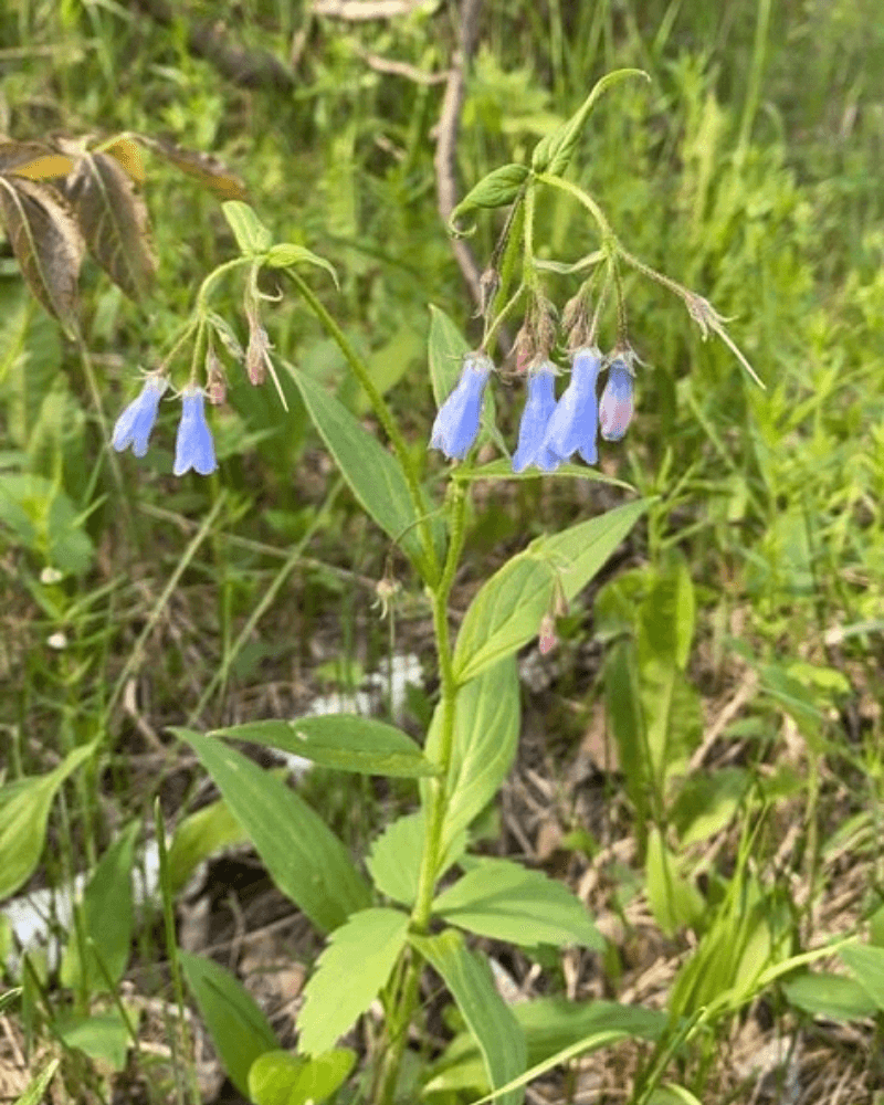 Plant with pointed leaves that alternate up the stem with blue bell-shaped flowers on a bowing branch