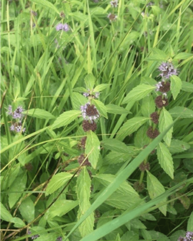 Plant with serrated leaves in pairs around a square stem with purple-pink flowers