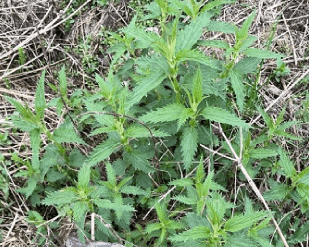 Plants growing on the ground with square stems and toothed leaves in pairs around the stem