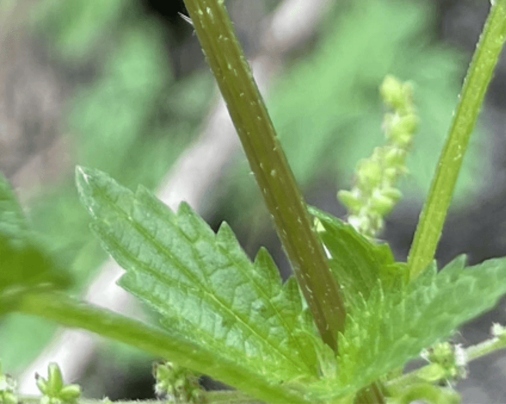 Stem of plant with toothed leaves in pairs around the stem