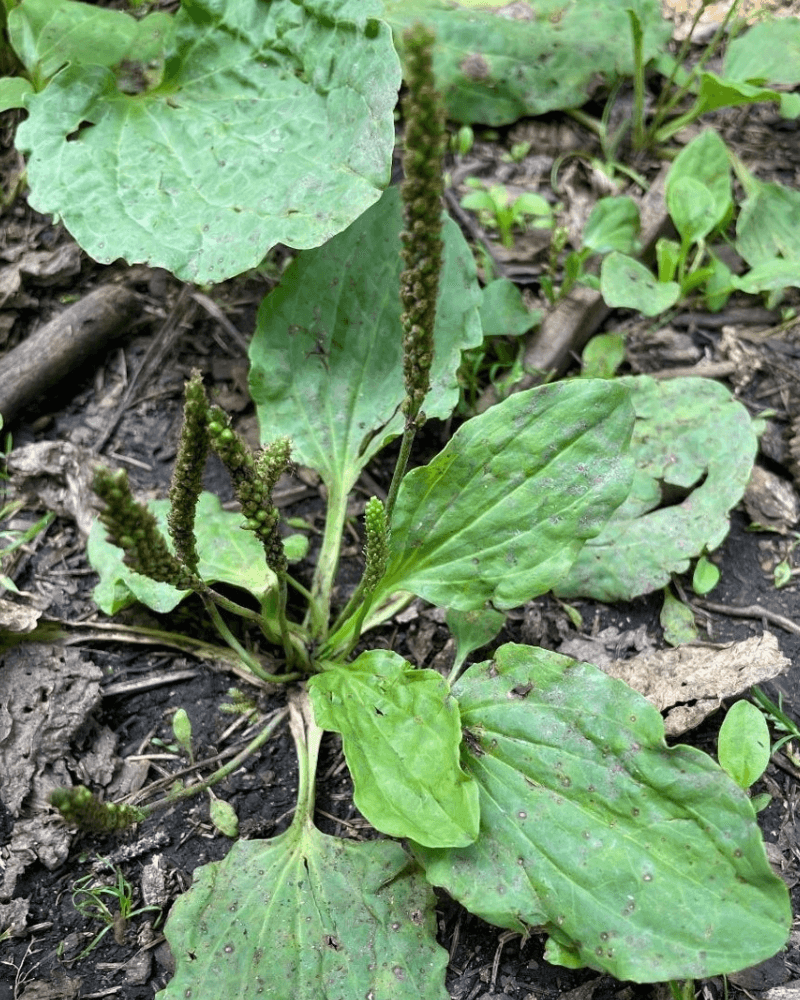 Cluster of strongly veined, egg-shaped leaves. Seed capsules are arranged in spikes from the center of the leaves