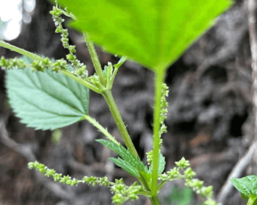 Close up of the leaves showing tiny inconspicuous greenish flowers at the base of the leaves