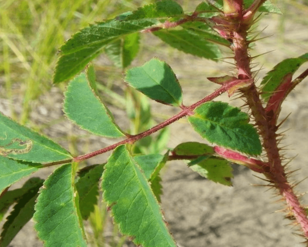 branch from a shrub with alternate leaves that are divided into 3-7 smaller leaflets