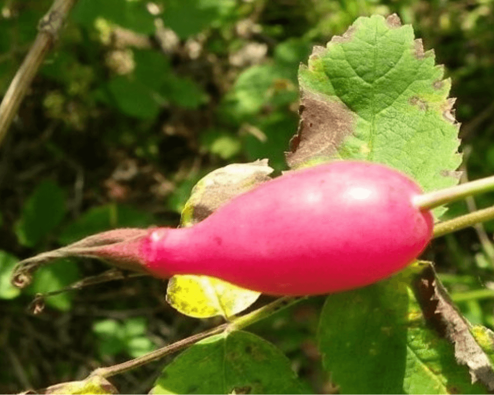 oval rosehip coming from a branch