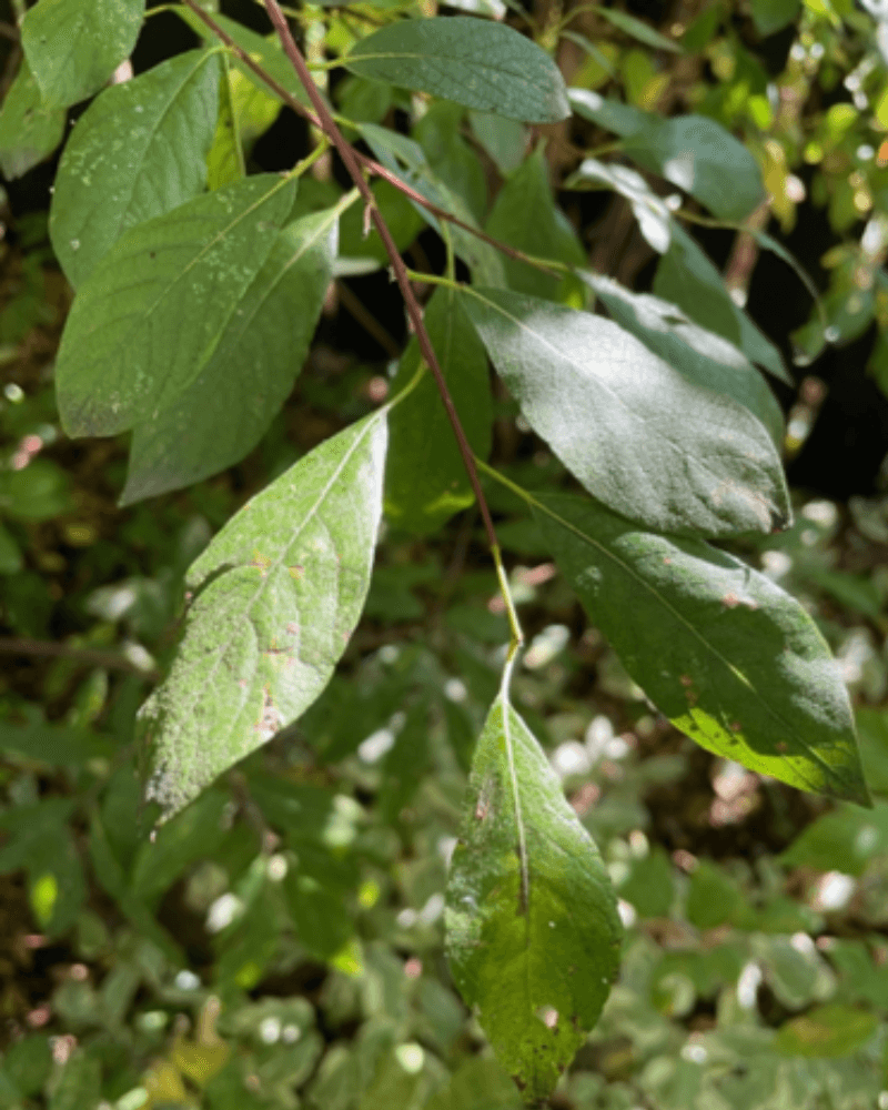 Branch with approximately 10 leaves. The leaves are two to more than 10 times longer than they are wide