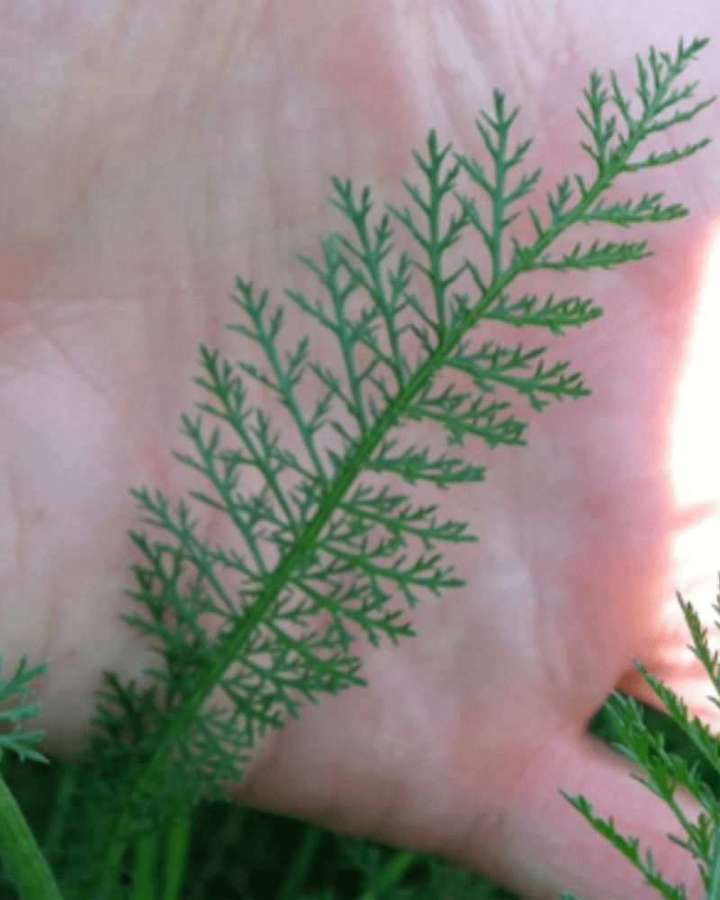 Yarrow plant leaf is a muted green and is like a delicate finely textured feather with multiple slender, linear segments branching out from a central stem