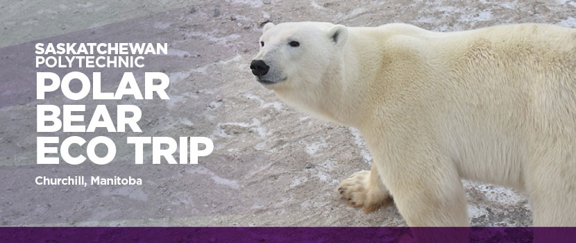 Polar Bear Eco Trip