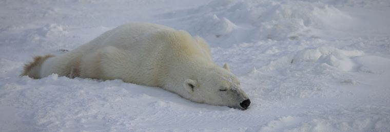polar_sleeping