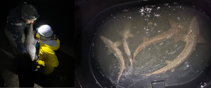 Lake Sturgeon at night