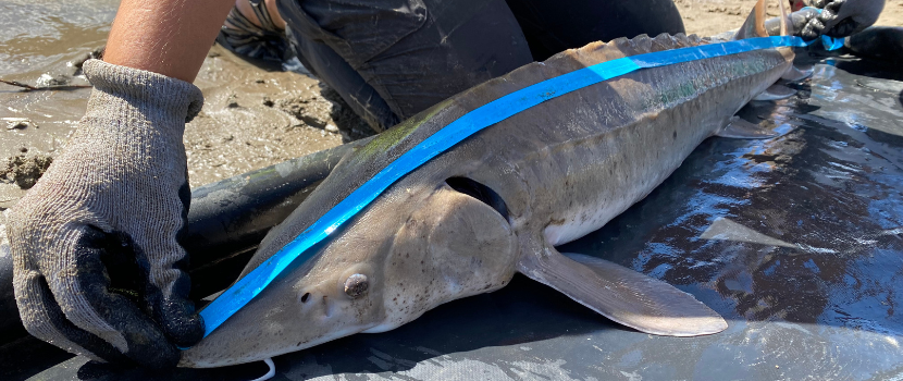 Lake Sturgeon