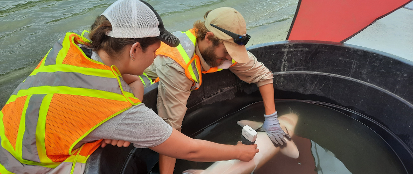 Lake Sturgeon project