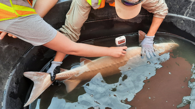 Lake sturgeon