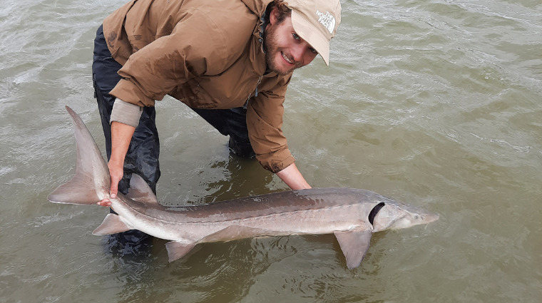 Lake Sturgeon 