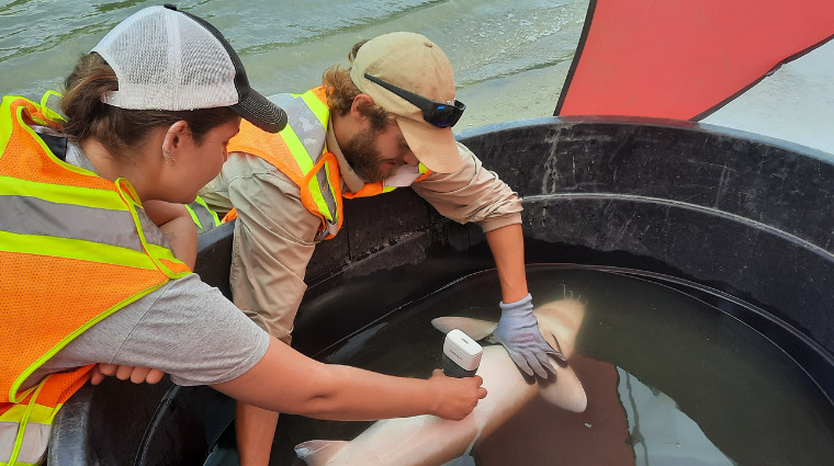 Lake Sturgeon 