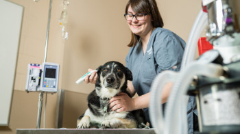 Enhanced supports for rural saskatchewan veterinary services