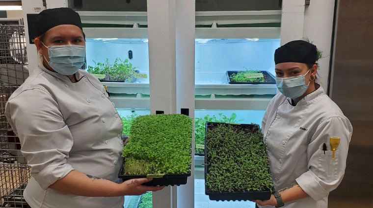 Culinary Arts students learn the benefits of growing their own greens 