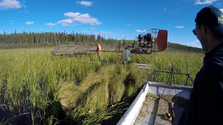 Wild rice project