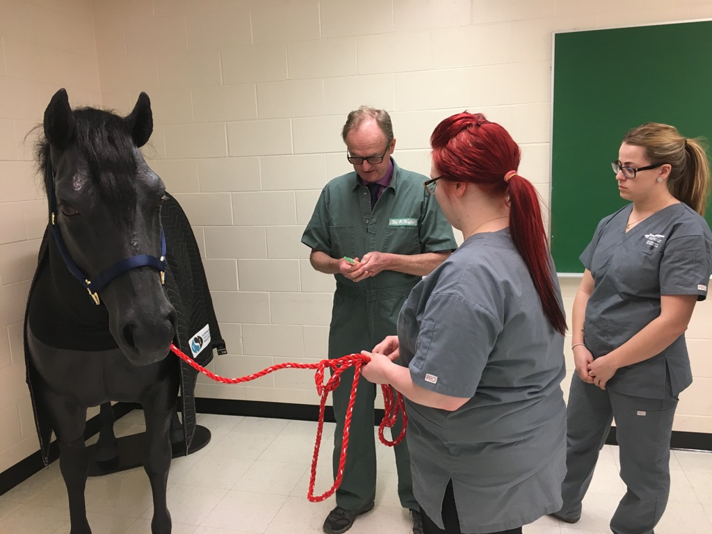 The best tool for learning veterinary technologist skills is a horse; of course