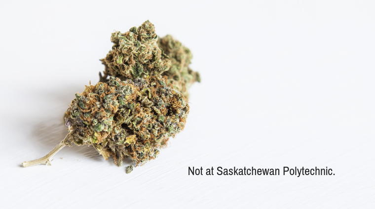 Cannabis use at Sask Polytech