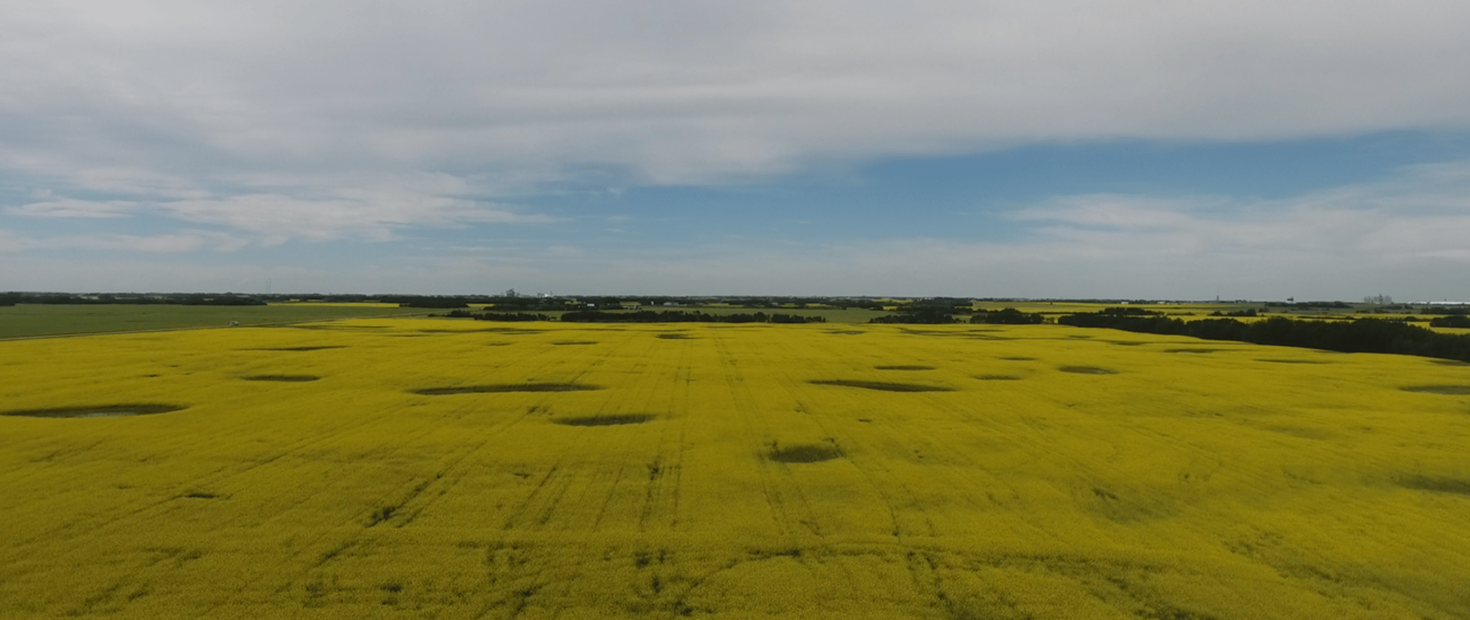 a yellow canola field