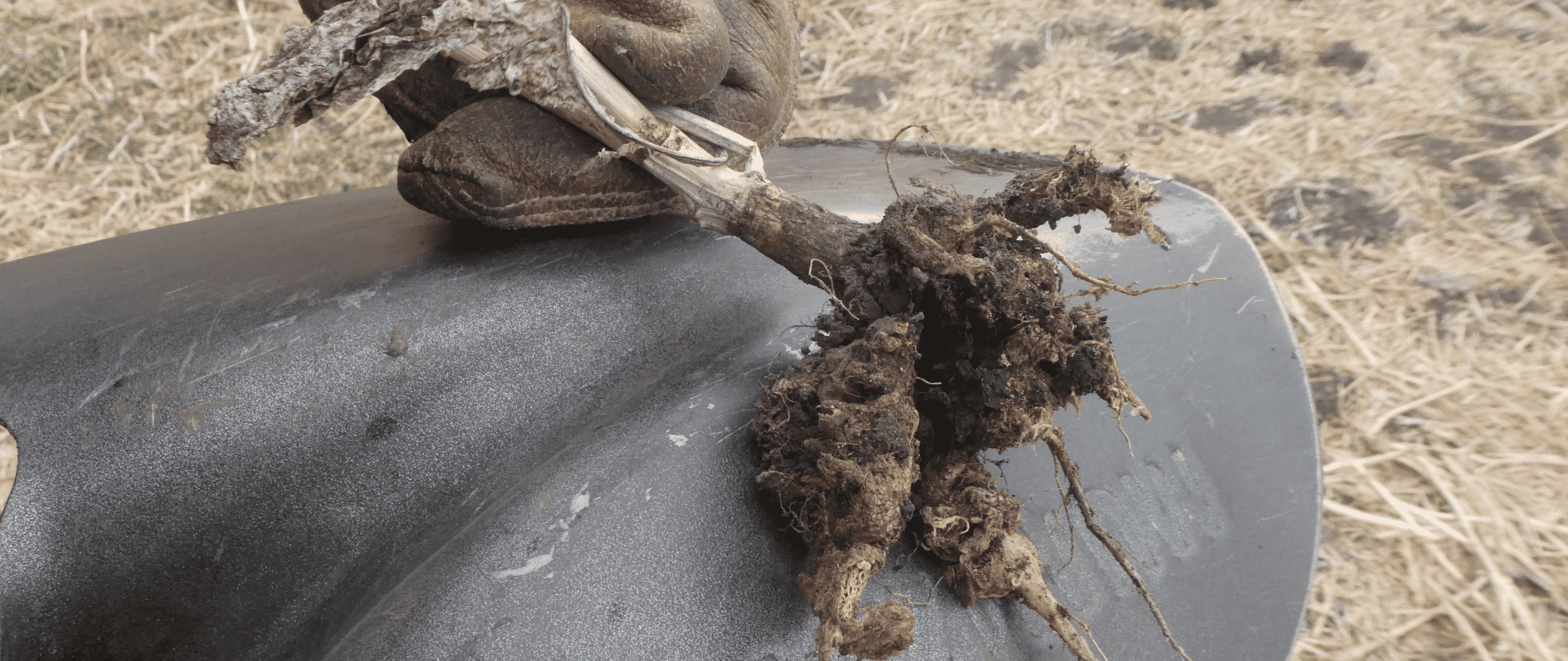 a photo of roots with clubroot