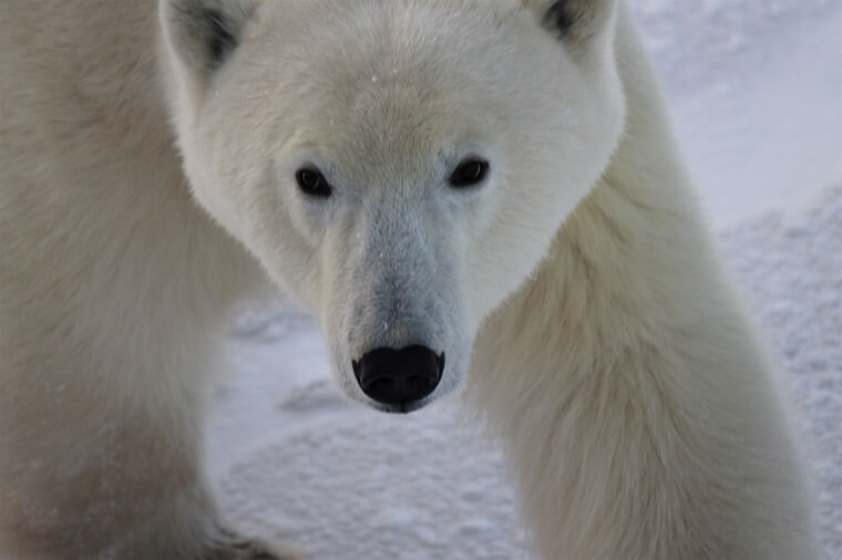 Polar Bear Eco Trip close bear