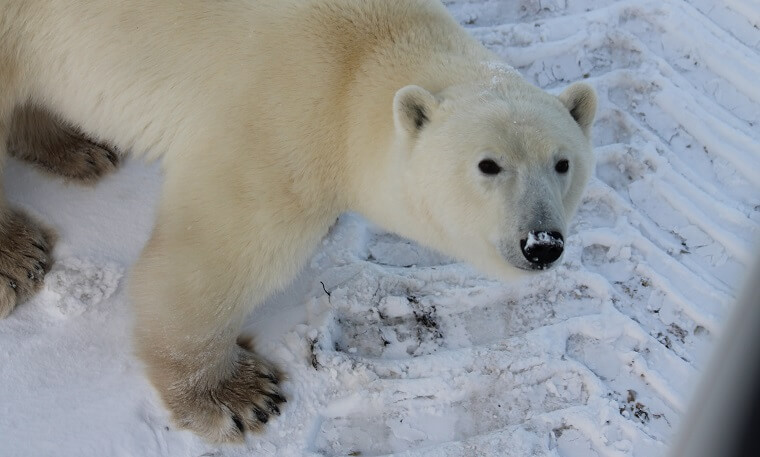 Polar Bear Eco Trip curious bear