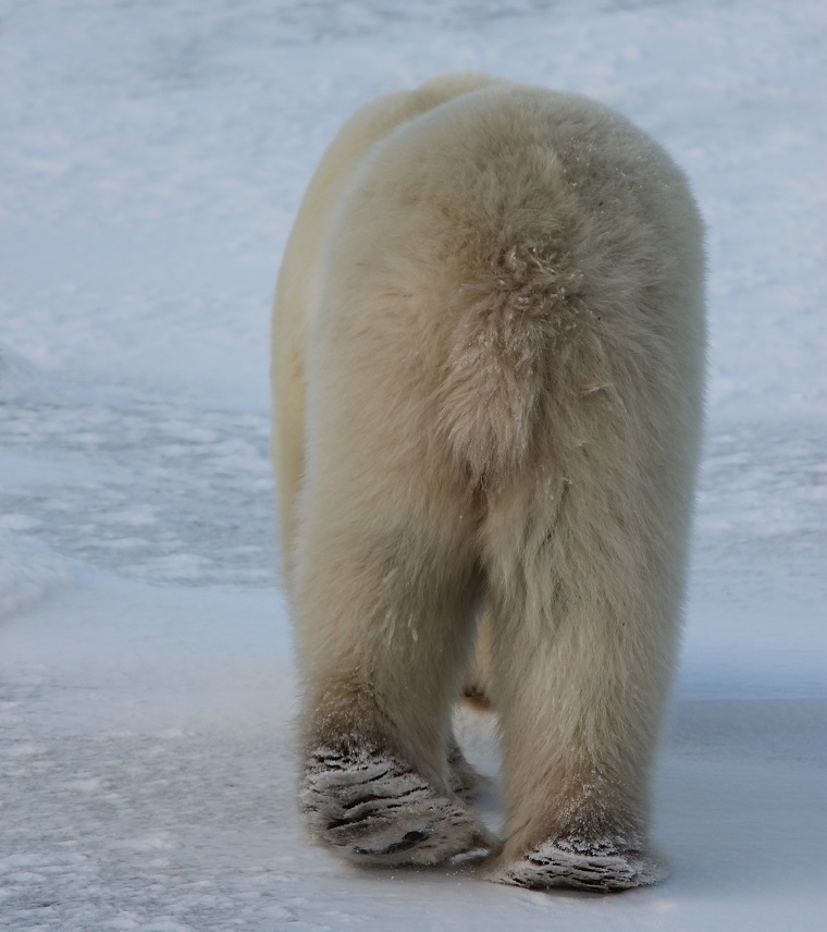 Polar Bear Eco Trip bear behind