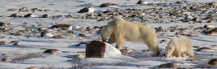 Polar Bear Eco Trip mother and cub