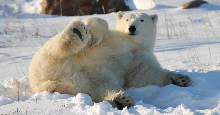 Polar Bear Eco Trip lazy bear