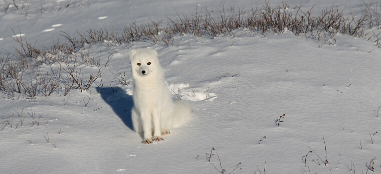 Polar Bear Eco Trip Arctic fox