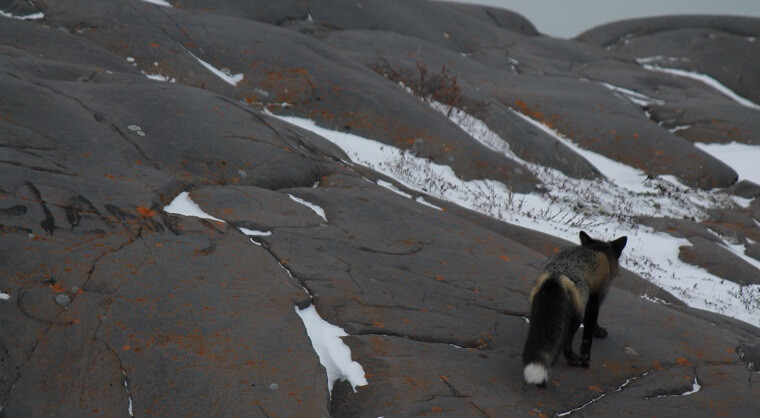Polar Bear Eco Trip cross fox