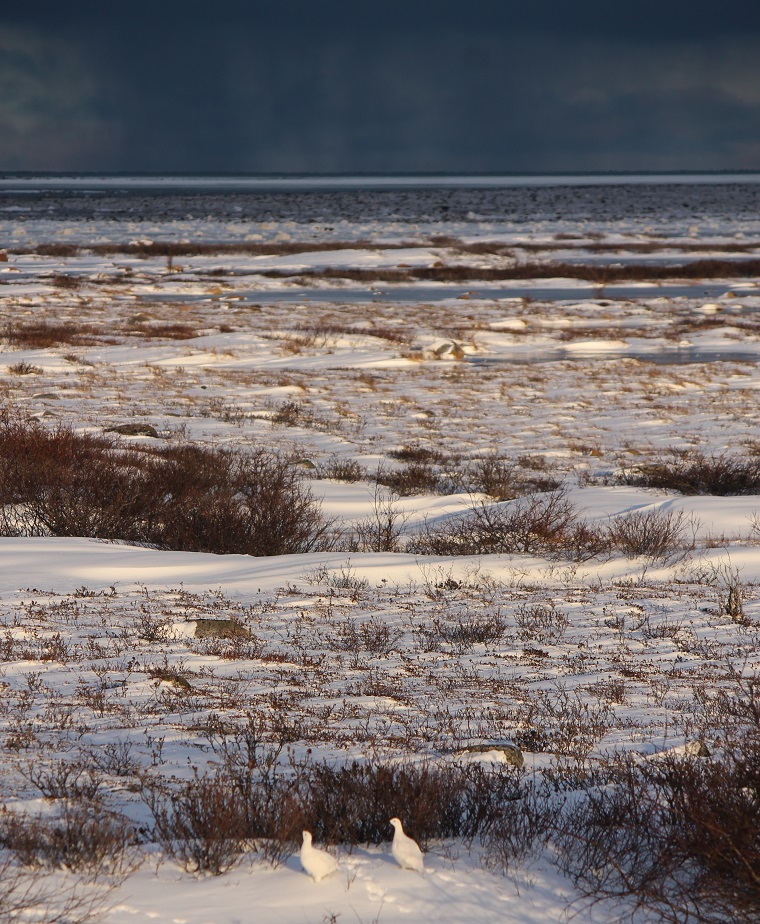 Polar Bear Eco Trip ptarmigan