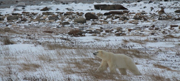 Polar Bear Eco Trip first polar bear