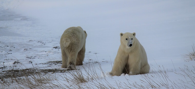 Polar Bear Eco Trip siblings
