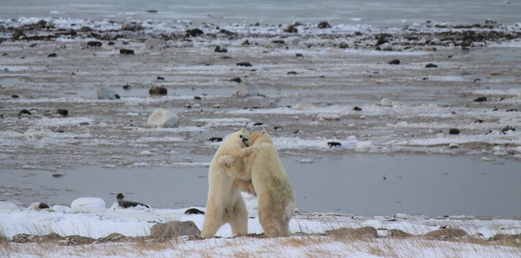 Polar Bear Eco Trip bears sparring