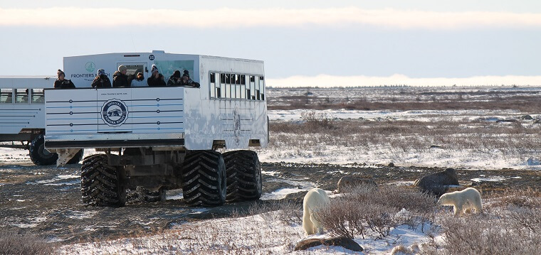 Polar Bear Eco Trip Tundra Buggy viewing