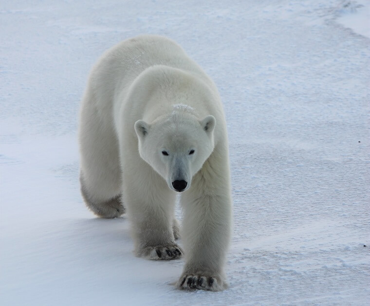 Three days in Churchill yields bucket list experience for participants in  Sask Polytech's first Polar Bear Eco Trip