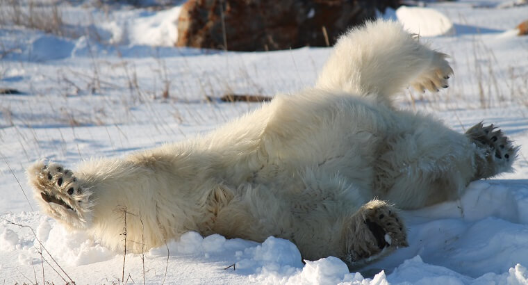 Polar Bear Eco Trip lazy bear