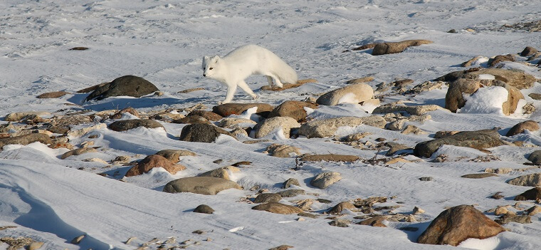 Polar Bear Eco Trip arctic fox