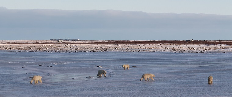 Polar Bear Tour five bears