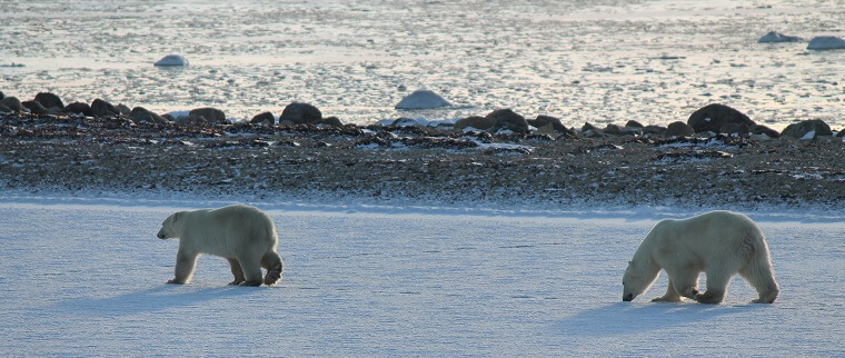 Polar Bear Eco Trip sunlit bears