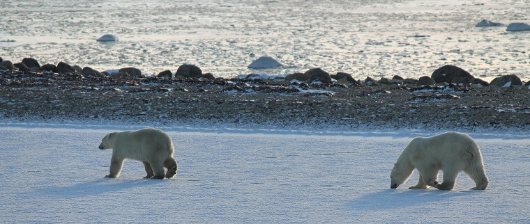 Polar Bear - AECO