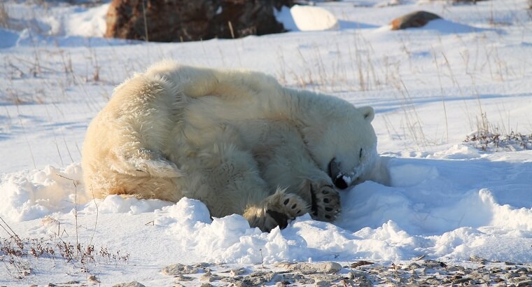Polar Bear Eco Trip sleepy bear